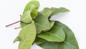 LOVOR REGULIŠE ŠEĆER: Aromatični list poboljšava varenje i donosi mnogo blagodeti za organizam