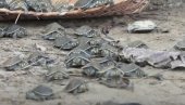 I ONE ČUVAJU NAJVEĆU SVETSKU PRAŠUMU: U divljinu Amazona pušteno 3.000 mladunaca kornjača (VIDEO)