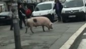 NEOBIČAN PRIZOR NA KARABURMI: Svinja krenula da prelazi ulicu, vozači je u čudu gledali (VIDEO)