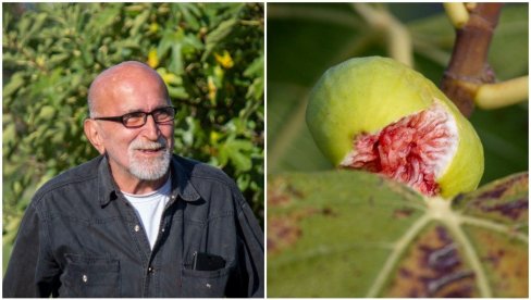 OD SMOKVE SVE LEKOVITO: Ove sezone suša u Hercegovini osetno umanjila prinose voća, ali ne i kvalitet