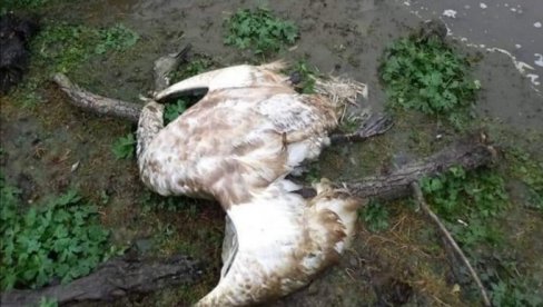 I DRUGI TALAS PTIČJEG GRIPA? U močvari Beljarica i u Borči pronađene uginule ptice, kao pre mesec dana