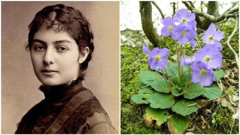 ЦВЕТ КАО СИМБОЛ СРПСКЕ ПОБЕДЕ: Наталијина рамонда је име добила по краљици, а ево због чега је изабрана за амблем Дана примирја