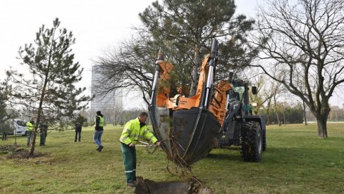 SADIŠA PRESADIO 65 STABLA: U parku Ušće juče napravljen novi drvored