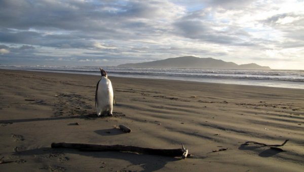 ПРЕШАО 3.000 КИЛОМЕТАРА: Пингвин са Антарктика стигао до Новог Зеланда