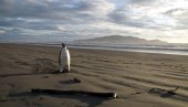 PREŠAO 3.000 KILOMETARA: Pingvin sa Antarktika stigao do Novog Zelanda