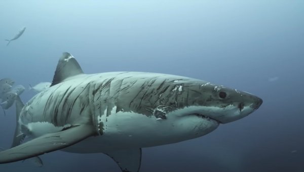 ПЛИВА НА УЛИЦИ ПУНОЈ ВОДЕ: Ајкула после урагана на Флориди завршила на копну! (ВИДЕО)