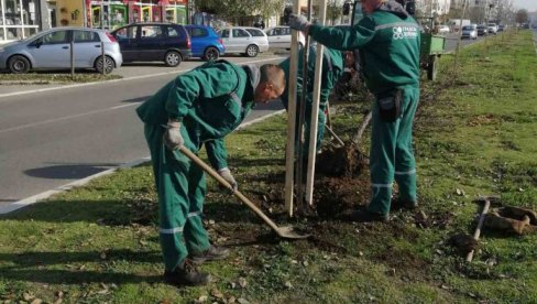 GORANSKI PARK I TRG MIRA U NOVOM RUHU: Novembar u novosadskog Zelenilu u znaku sadnje