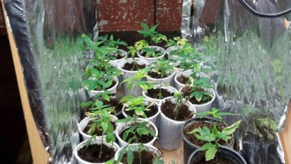 ПРОНАЂЕНО И ОРУЖЈЕ, КАНАБИС И ОПРЕМА: У Сокобањи откривена лабораторија за узгој марихуане - ухапшен мушкарац