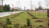 PLATANI KRASE BULEVAR: Čak 95 stabala zasađeno u naselju Bagljaš