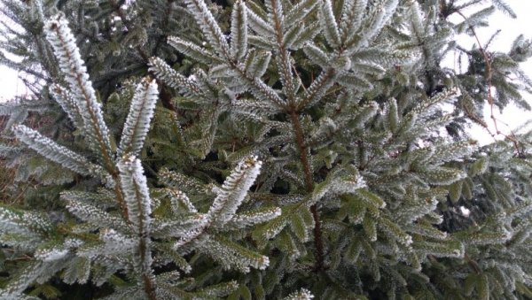 ЈАВНА ЛИЦИТАЦИЈА ПРОДАЈНИХ МЕСТА ЗА ЈЕЛКЕ: Продаја на Рибљој и Лиманској пијаци