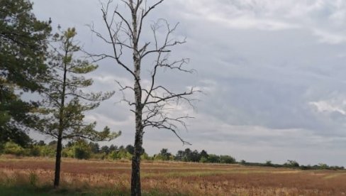 ШУМА ШТИТ ОД ОТРОВА: Врбаски еколози окупили партнере да помогну у садњи дрвећа