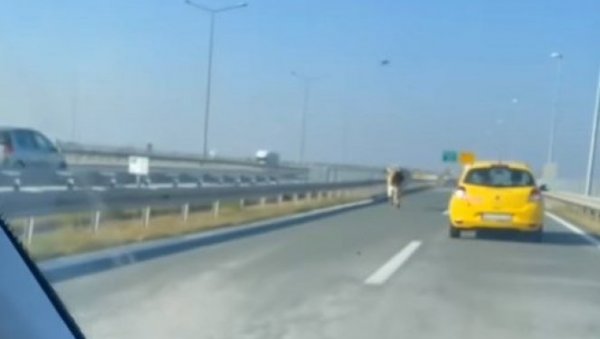 UNUSUAL SCENE ON THE HIGHWAY FOR NOVI SAD: A bull runs between vehicles (VIDEO)