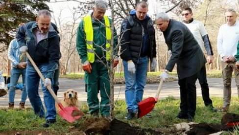 POSAĐENA STABLA U ZVEZDARSKOJ ŠUMI: Novi drvored za zeleniji grad