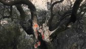 ИЗ ОПШТИНСКЕ КАСЕ 44.360 ЕВРА: Помоћ за 36 маслинара којима је пожар у августу уништио маслињаке