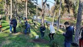 POASEĐENO 110 STABALA : Beograd bogatiji za nova stabla na Kalemegdanu i Ušću
