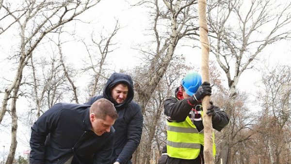 ЈАСЕН И ПЛАТАН НА АДИ: Посађено 60 нових школованих садница