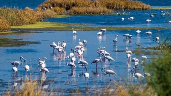 A TRUE PARADISE FOR FLAMINGOS: Reporter News in the kingdom of birds, in Ulcinj saltworks Bajo Sekulić
