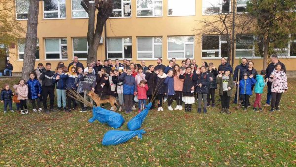 ДЕЦА САДИЛА ДРВЕЋЕ ОКО ШКОЛЕ: У вршачком селу Уљма расте нових 50 садница црног ораха