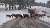BLOKADA PUTA UŽICE - ZLATIBOR: Nesvakidašnji zastoj na magistrali - krave izašle na put da ližu so i zaustavile saobraćaj