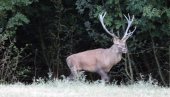 КАПИТАЛЦУ СКРАТИЛИ ПАПКЕ, ПА ПОЧЕО ДА ТРЧИ: Јединствени подухват у узгајалишту јелена на Вршачким планинама