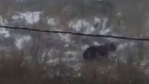 MEDVED NAPAO ŽENU: Divlja zver snimljena, panika u ruskom gradu (VIDEO)