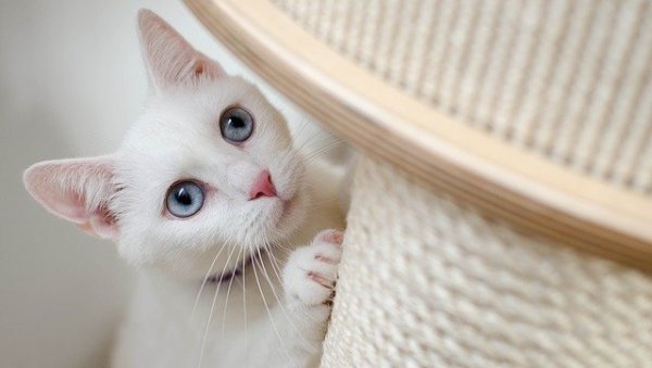 ТУЖНА ПОРУКА НА БАНДЕРИ: Тражи мачку у Земуну, а један детаљ посебно тера сузе на очи (ФОТО)