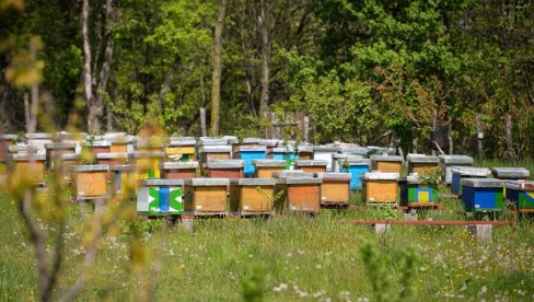 PČELE PASLE NEKTAR I OTROV: Pčelari iz Apatina upozoravaju da se cvet soje tretira pesticidima