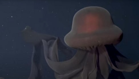DŽINOVSKI PREDATOR IZ MORSKIH DUBINA: Naučnici snimili fantomsku meduzu u blizini Kalifornije (VIDEO)