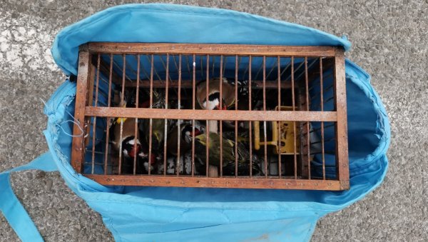ПЕВАЧИЦЕ ЛОВЕ ЛЕПЉИВИМ МАМЦИМА: Друштво за заштиту и проучавање птица Србије упозорава на незаконито хватање птица