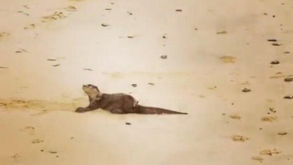 НЕСВАКИДАШЊИ ИНЦИДЕНТ У СИНГАПУРУ: Видре напале мушкарца у парку