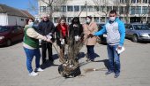 BESPLATNE SADNICE BELOG JASENA: Akcija u Žitištu