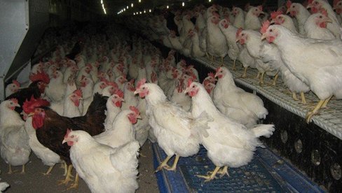 ZARAZA SE ŠIRI: Stručnjaci zabrinuti - Ptičiji grip registrovan i na severu Evrope