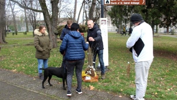 ПОДЕЉЕНЕ САДНИЦЕ БЕЛОГ ЈАСЕНА: Oдржана је еколошка акција Посади свој хлад