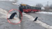 HIT GODINE: Snimak batajničkog psa lutalice kako čeka bus - POBEDIO JE (VIDEO)