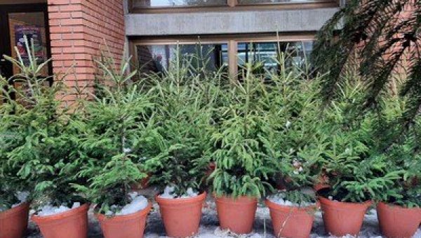 ЈЕЛКЕ ЗА ВРТИЋЕ: Подељено 307 јелки у 17 предшколских установа