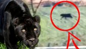 POTRAGA ZA CRNIM PANTEROM SE NASTAVLJA: Dežurne službe i danas u potrazi za velikom crnom životinjom (FOTO, VIDEO)