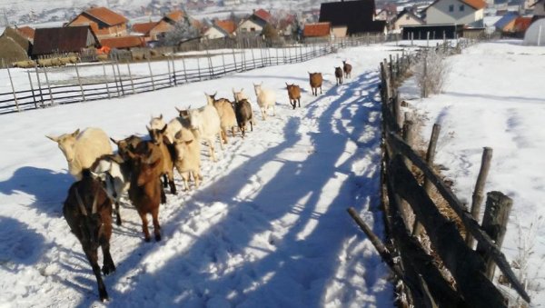 МЕЛЕМИ СТИГЛИ ДО АУСТРАЛИЈЕ: Марко Николић годинама се бави органском производњом козјег млека