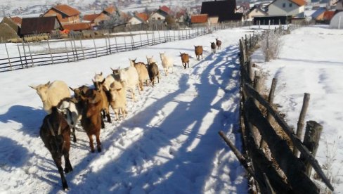 МЕЛЕМИ СТИГЛИ ДО АУСТРАЛИЈЕ: Марко Николић годинама се бави органском производњом козјег млека