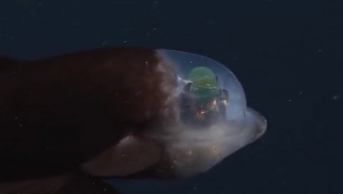 ХИЉАДЕ МЕТАРА ПОД МОРЕМ: Снимљена риба са провидном главом и кугластим зеленим очима које вире кроз чело (ВИДЕО)