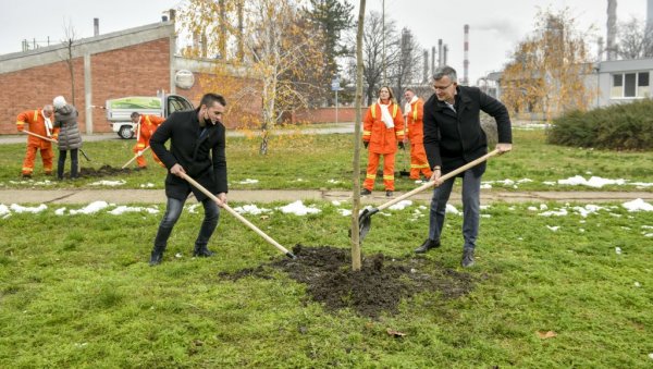 ЗА ЗЕЛЕНИЈЕ ОКРУЖЕЊЕ: Запослени НИС-а засадили у Панчеву 500 садница јавора и платана