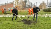 ZA ZELENIJE OKRUŽENJE: Zaposleni NIS-a zasadili u Pančevu 500 sadnica javora i platana