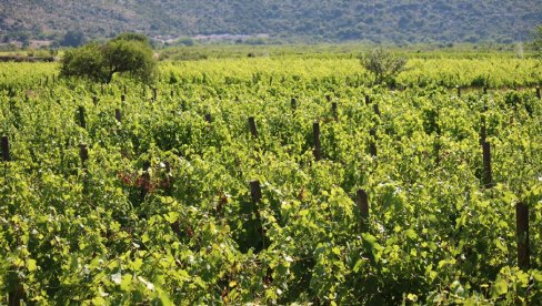 УРЕДИТИ ТРЖИШТЕ ЗА ДОБРА ВИНА: Требињски виноградари указују и на велике пропусте