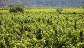 UREDITI TRŽIŠTE ZA DOBRA VINA: Trebinjski vinogradari ukazuju i na velike propuste