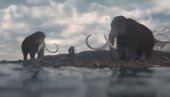 NIJE PRVOAPRILSKA ŠALA: Ogromna ćufta od izumrlog mamuta predstavljena u Holandiji