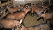 BANATSKOM SURUTKOM  NA KORONU: Milan Ćuk iz Banatskog Karađorđeva muze koze i muku muči sa nedostatkom mleka