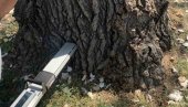 СКЕНЕР СНИМА БОЛЕСТ СТАБЛА: Новосадско „Зеленило“ набавило специјални апарат за проверу стања дрвећа