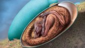 FANTASTIČNO OTKRIĆE! Pronađen savršeno očuvan embrion dinosaurusa u fosilizovanom jajetu (FOTO)
