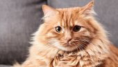 РЕГИСТРОВАЛИ СУ ИХ ПОД БРОЈЕМ 1.787 : За пољски институт мачке су инвазивна ванземаљска врста