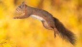 PRESLATKO: Veverica se našla u čudu (VIDEO)
