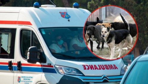 OZBILJNE RANE: Psi u Pančevu izujedali radnike, hospitalizovani sa teškim povredama